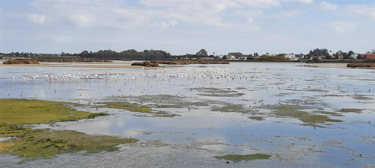 Villa Sancti Petri Chiclana de la Frontera Eksteriør bilde